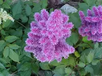 Flower at Davids House.webp