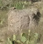 IMG_0723c.webp