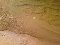 SP in water1.webp