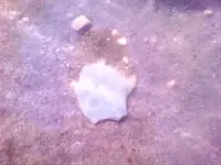 SP in water.webp