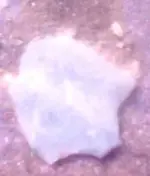 SP in water closest.webp