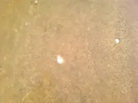 White in water.webp