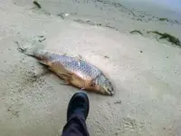 carp.webp