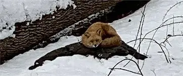 Fox.webp