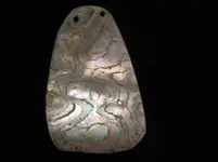 Drilled Shell El Dorado Co Ca 002.webp