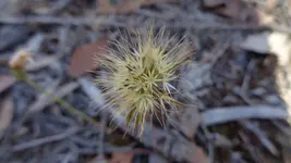 FLUFFY.webp
