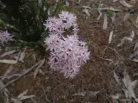 PINKS.webp