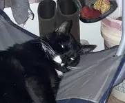cat.webp