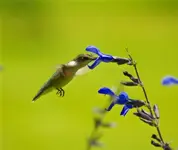 Salvia 2.webp