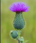 Spear thistle.jpg