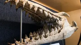 coronodon havensteini.webp