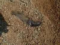 P3311821.webp