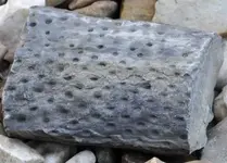Stigmaria 2.jpg