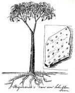 Arborescent Lycopsid (Stigmaria).jpg
