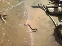 snake.webp