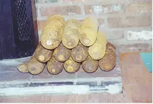 shells1.webp