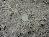 wheat in soil.webp