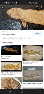 Screenshot_20220311-181910_Chrome.webp