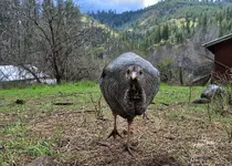 DEFPNG.webp