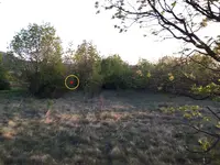 cokica-help-dowsing-photo-zoom.webp
