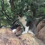 CatsofDisneyland1.webp