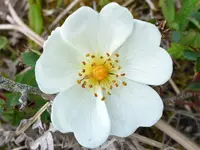 Rosa pimpinellifolia.webp