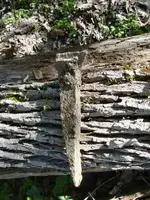 32171[1].webp
