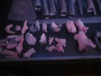 IMGP6986.webp