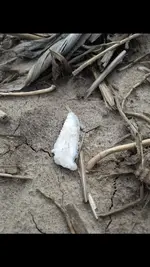knife1.webp