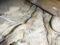 DSCF2421.webp