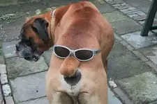 AssGlasses.webp