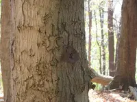 tree with marker.webp