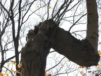 tree with long pipe attached.webp