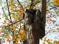 3rd pic of pipe tree.webp