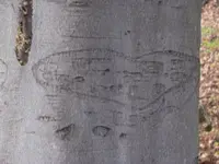 3rd carved tree.webp