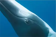 BIG EYED WHALE LOOKING.webp