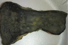 Rock1.webp