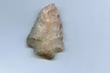 Pink Point.webp