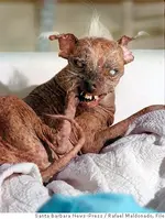 mn_ugly_dog_cabar501.webp mn_ugly_dog_cabar501.webp