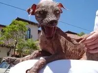 sam_ugliest_dog.webp sam_ugliest_dog.webp