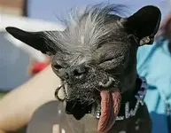 elwoodugly_dog.webp elwoodugly_dog.webp