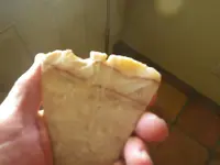 IMGP7911.webp