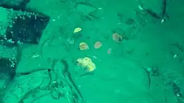 San Jose wreck coins 20 billion.webp
