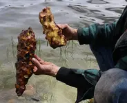 Lily Pad Root 1.webp