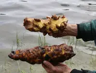 Lily Pad Root 2.webp
