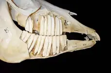 Horse cheek teeth.jpg