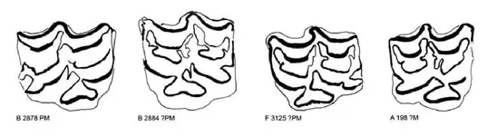 Horse Molars.jpg