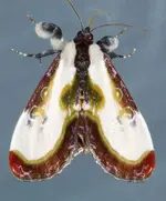 Wood Nymph 2.jpg