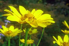 Yellow_Flower03_PSLGsml.jpg