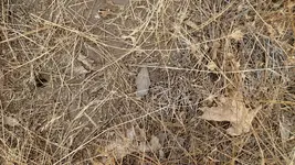 P8011090.webp